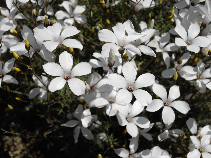 Linum suffruticosum photo